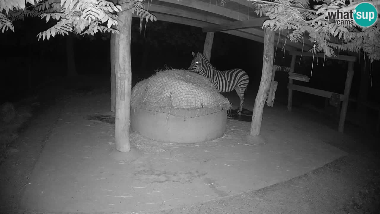 Live webcam Zebras in Ljubljana ZOO – Slovenia
