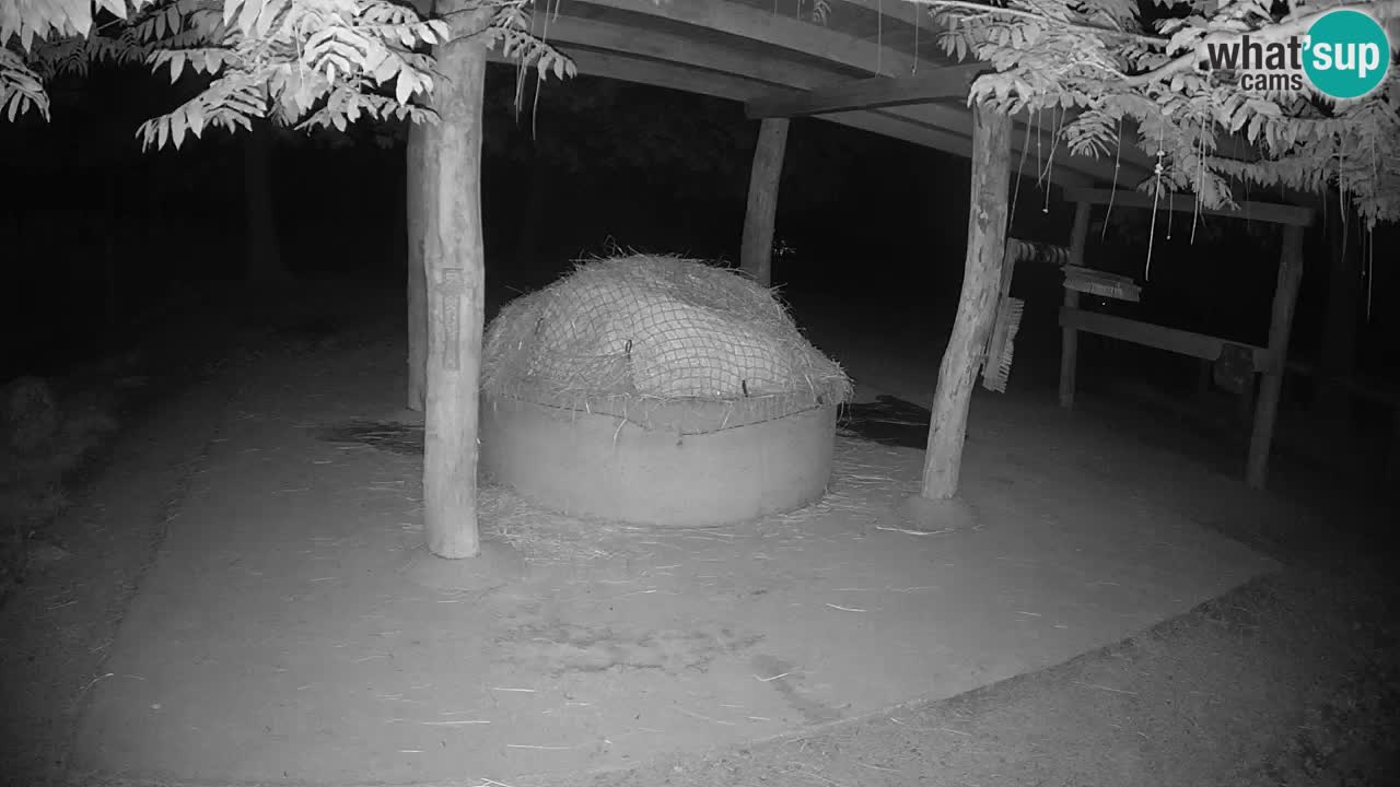 Live Webcam Zebras in Ljubljana ZOO – Slowenien