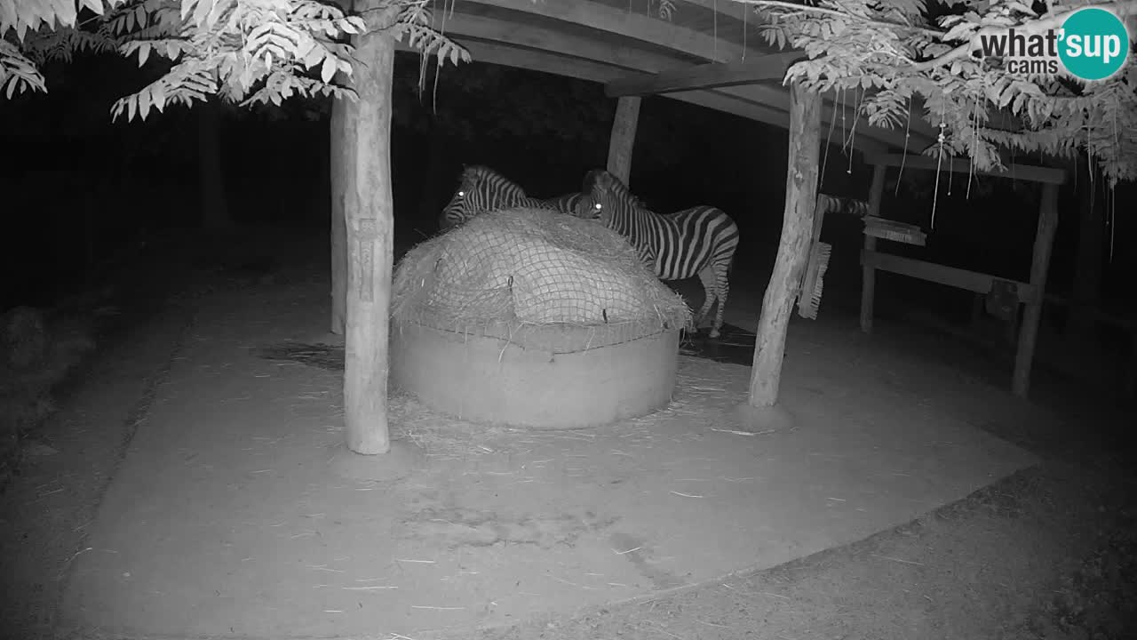 Live webcam Zebras in Ljubljana ZOO – Slovenia