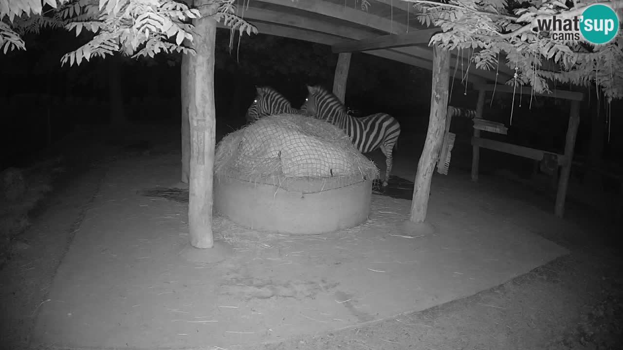 Live webcam Zebras in Ljubljana ZOO – Slovenia