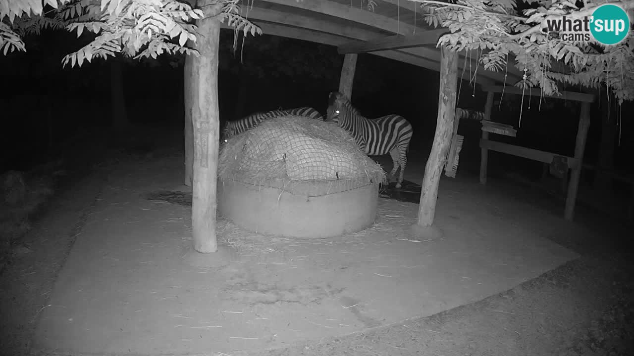 Live webcam Zebras in Ljubljana ZOO – Slovenia