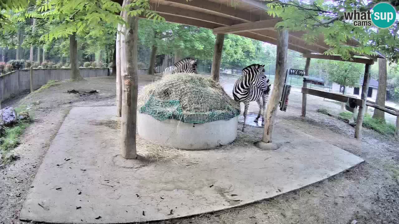 Live Webcam Zebras in Ljubljana ZOO – Slowenien