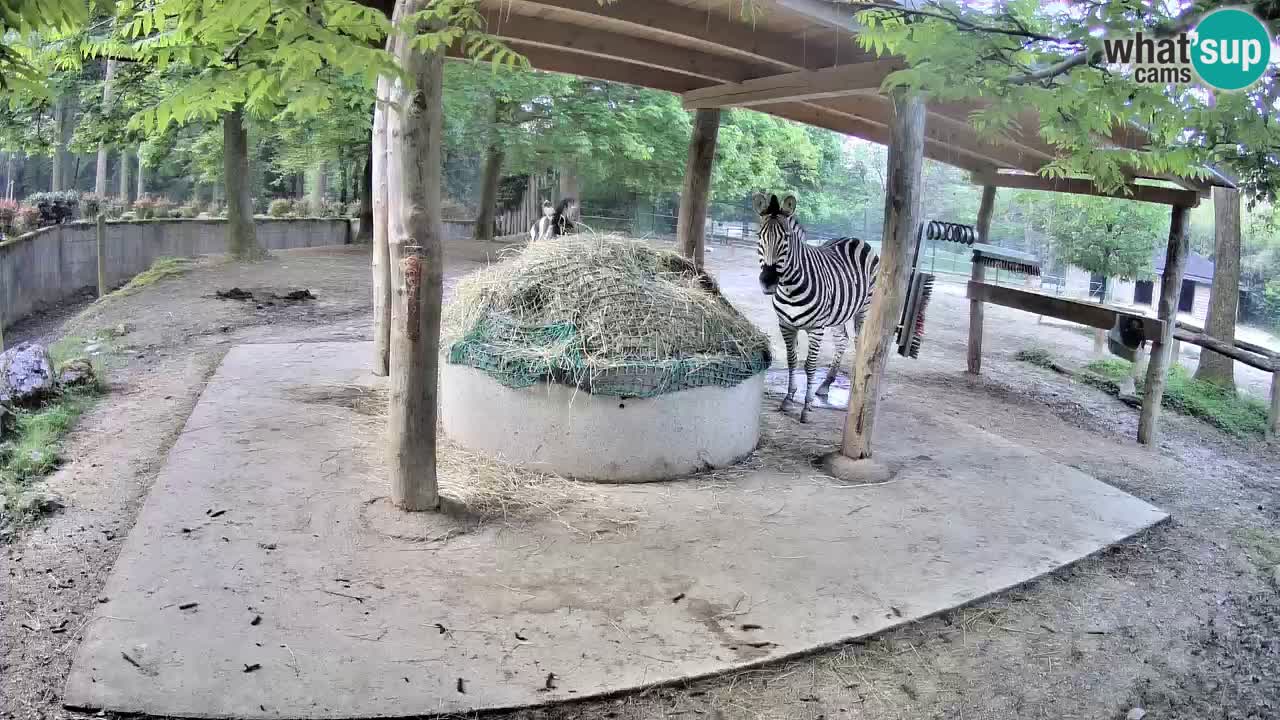 Live webcam Zebras in Ljubljana ZOO – Slovenia