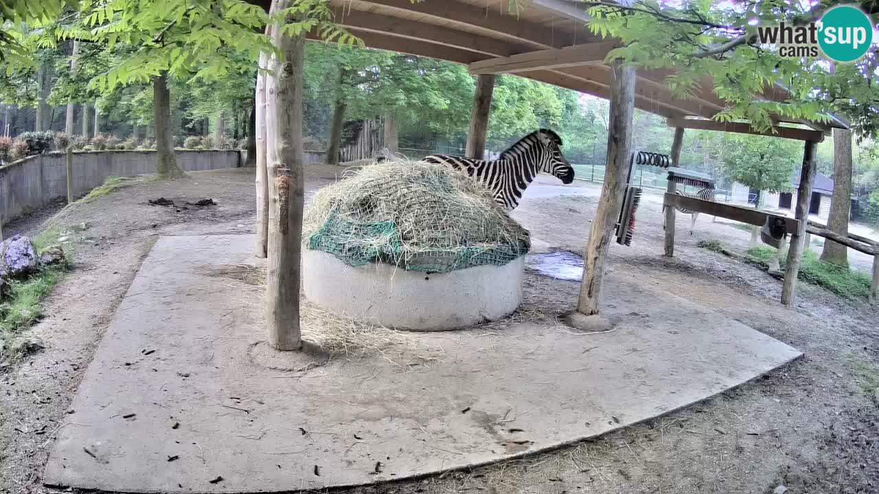 Live webcam Zebras in Ljubljana ZOO – Slovenia