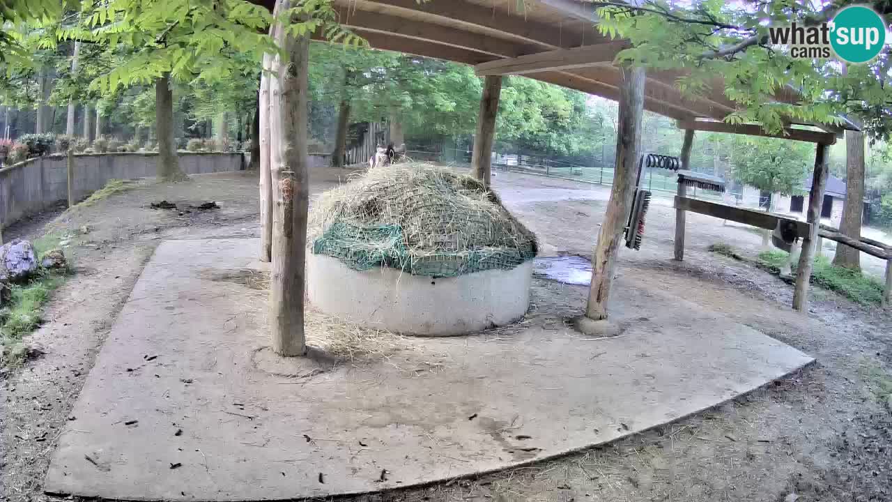 Live Webcam Zebras in Ljubljana ZOO – Slowenien