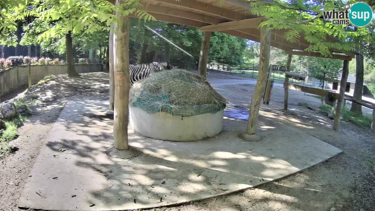 Live webcam Les zèbres in Ljubljana ZOO – Slovénie