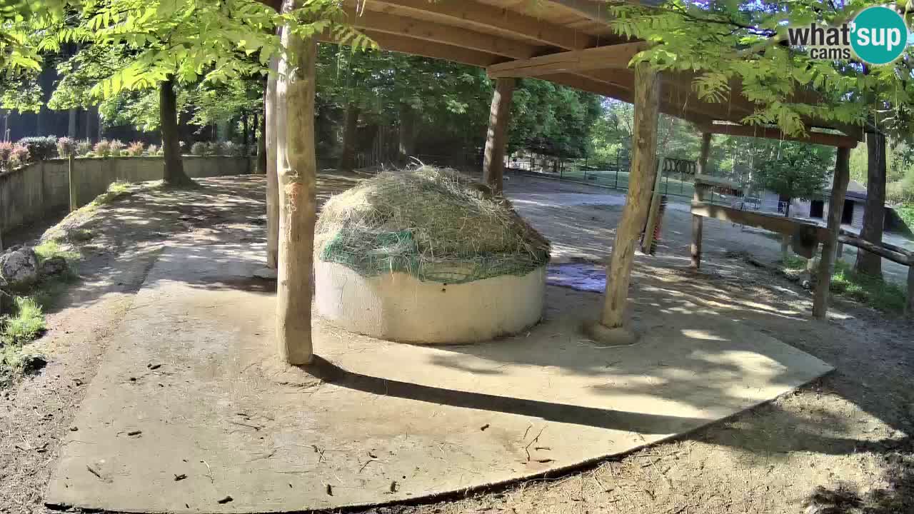 Live webcam Zebras in Ljubljana ZOO – Slovenia