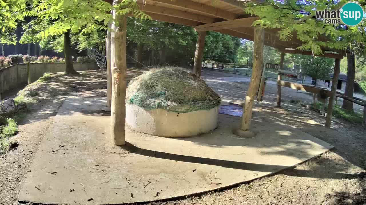 Live webcam Les zèbres in Ljubljana ZOO – Slovénie