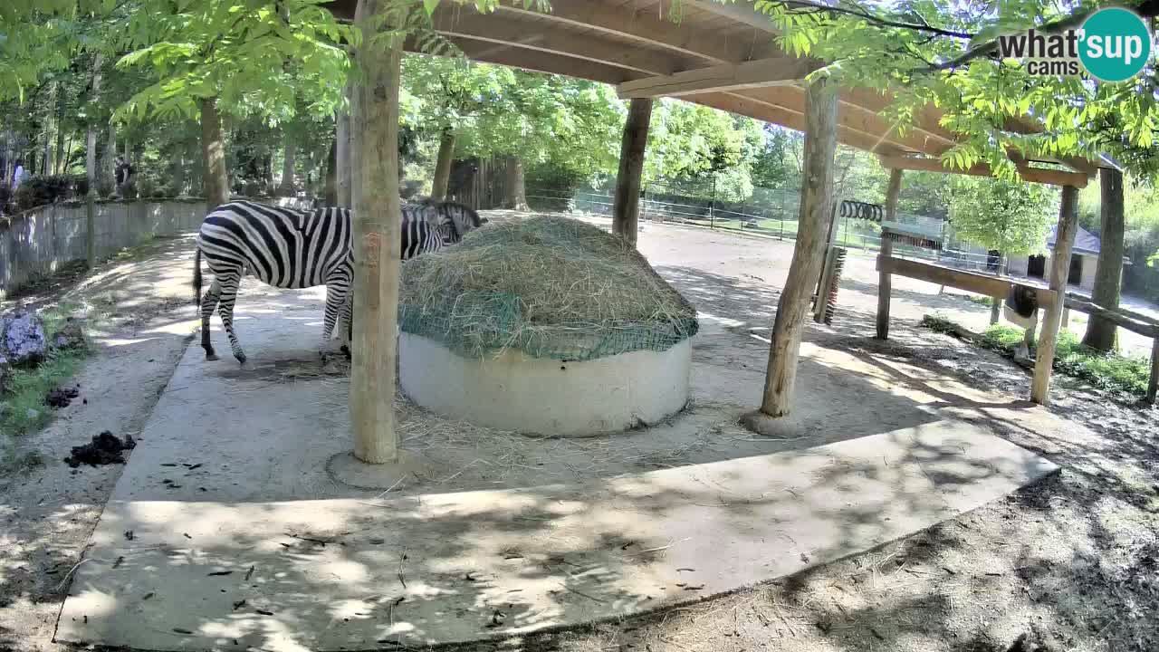 Live webcam Zebras in Ljubljana ZOO – Slovenia