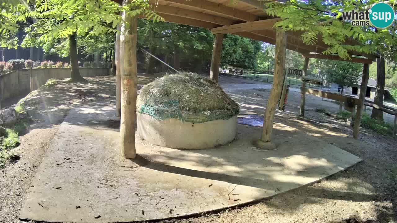 Live webcam Les zèbres in Ljubljana ZOO – Slovénie