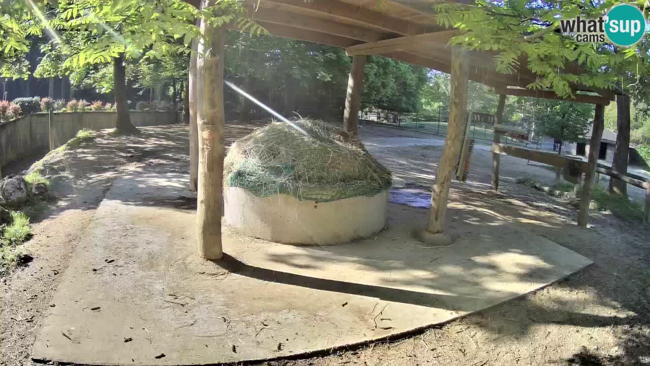 Live webcam Zebras in Ljubljana ZOO – Slovenia