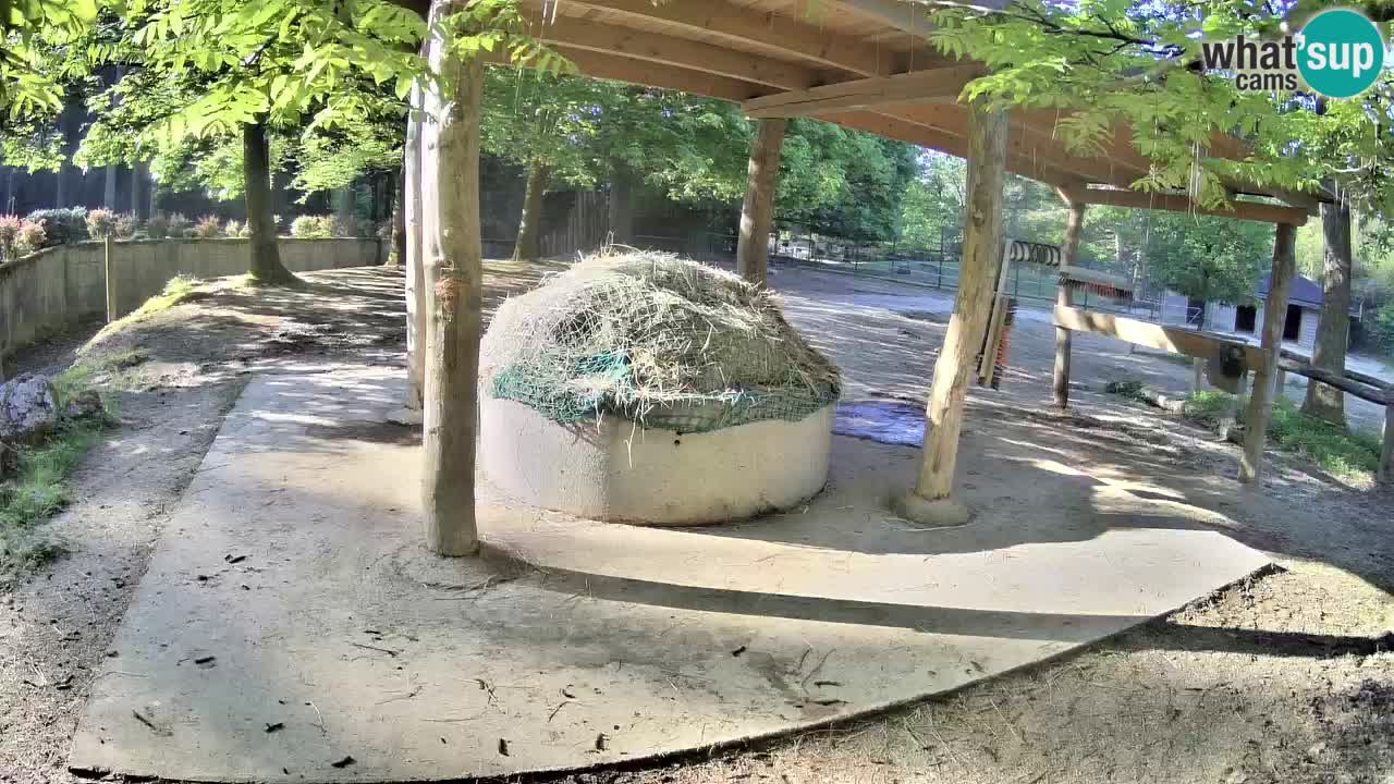 Live Webcam Zebras in Ljubljana ZOO – Slowenien