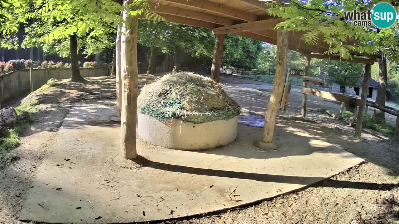 Live webcam Zebras in Ljubljana ZOO – Slovenia