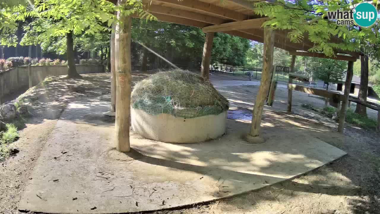 Live webcam Zebras in Ljubljana ZOO – Slovenia