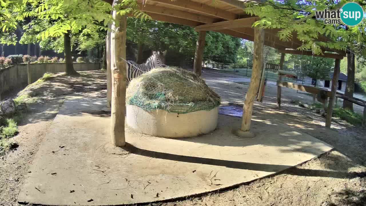 Live webcam Zebras in Ljubljana ZOO – Slovenia