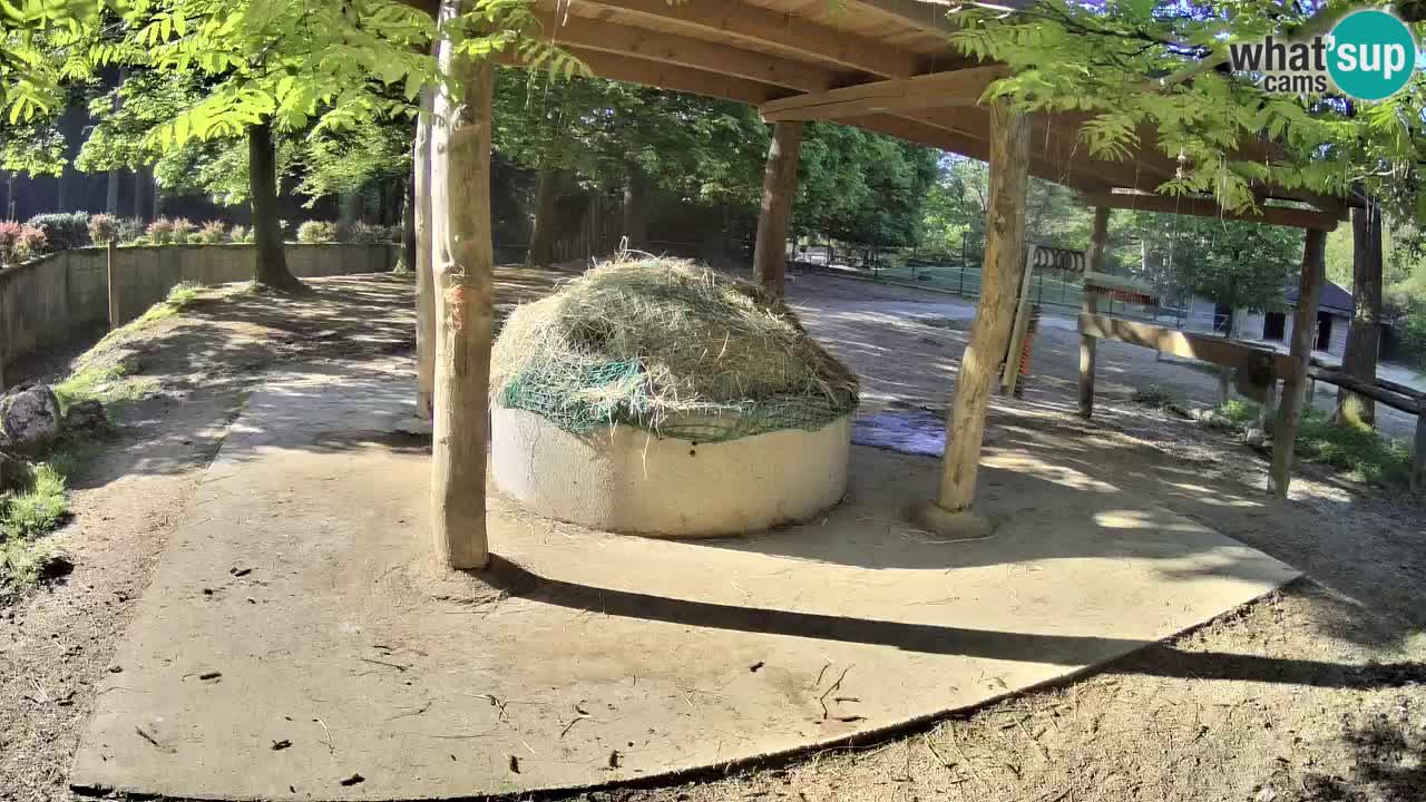 Live webcam Zebras in Ljubljana ZOO – Slovenia