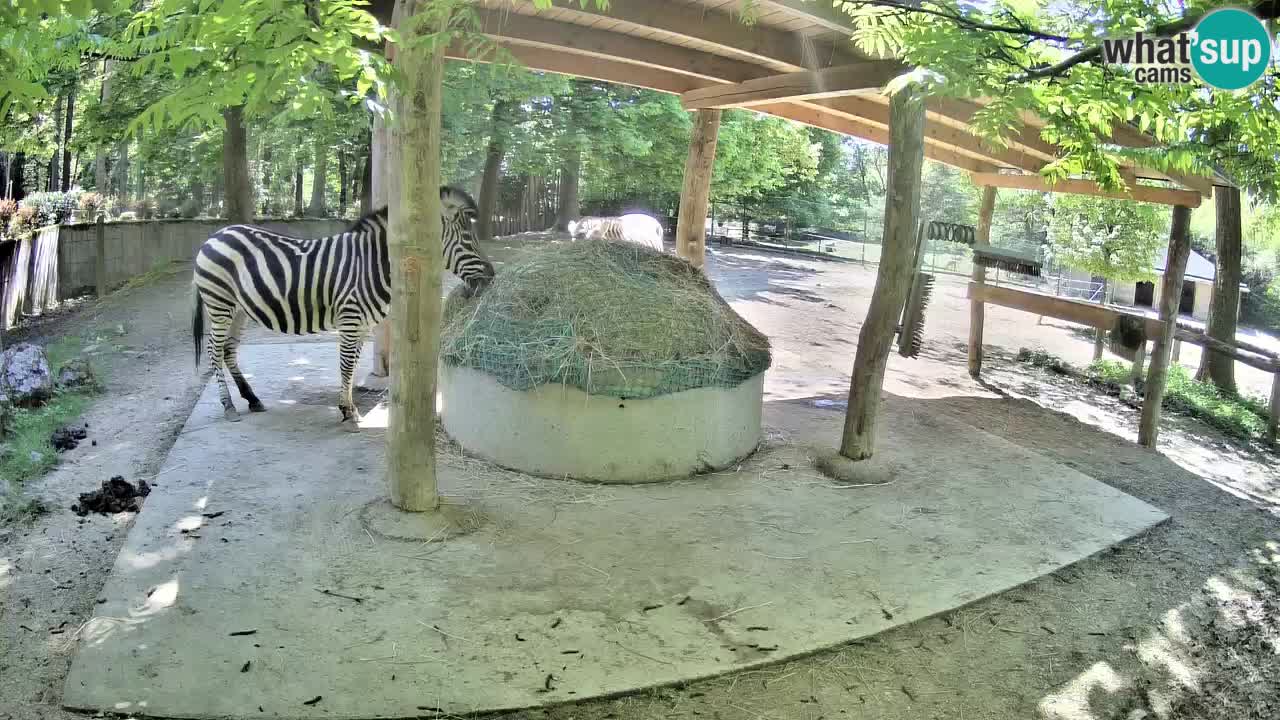 Le Zebre nello ZOO di Ljubljana – Slovenia Live webcam