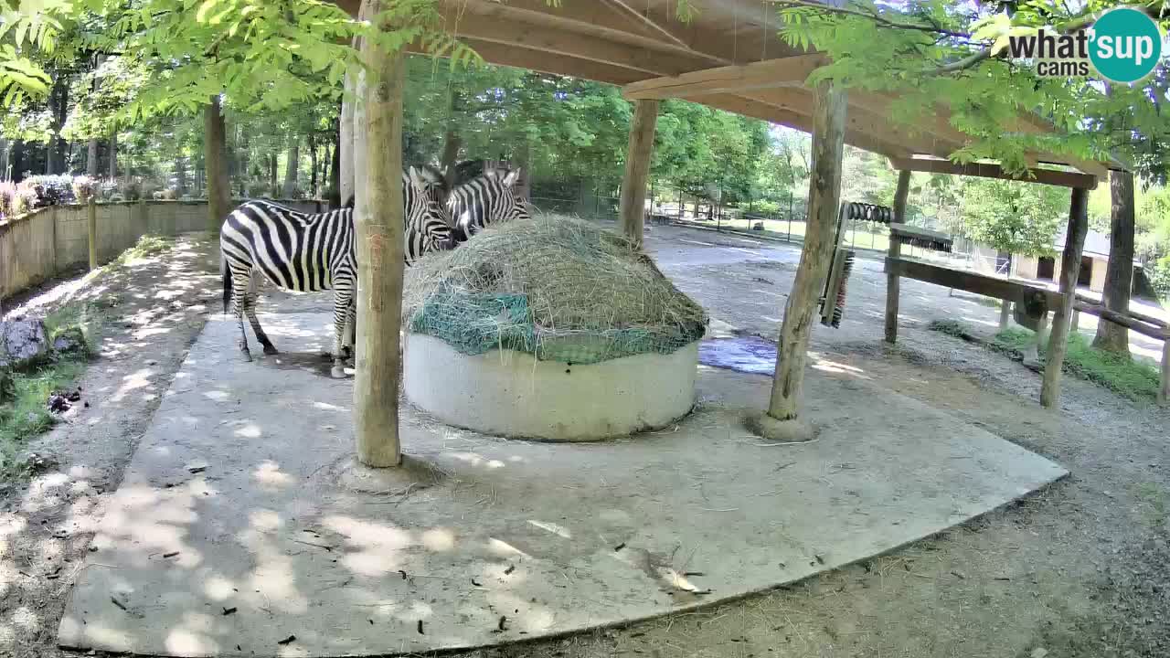 Live webcam Zebras in Ljubljana ZOO – Slovenia