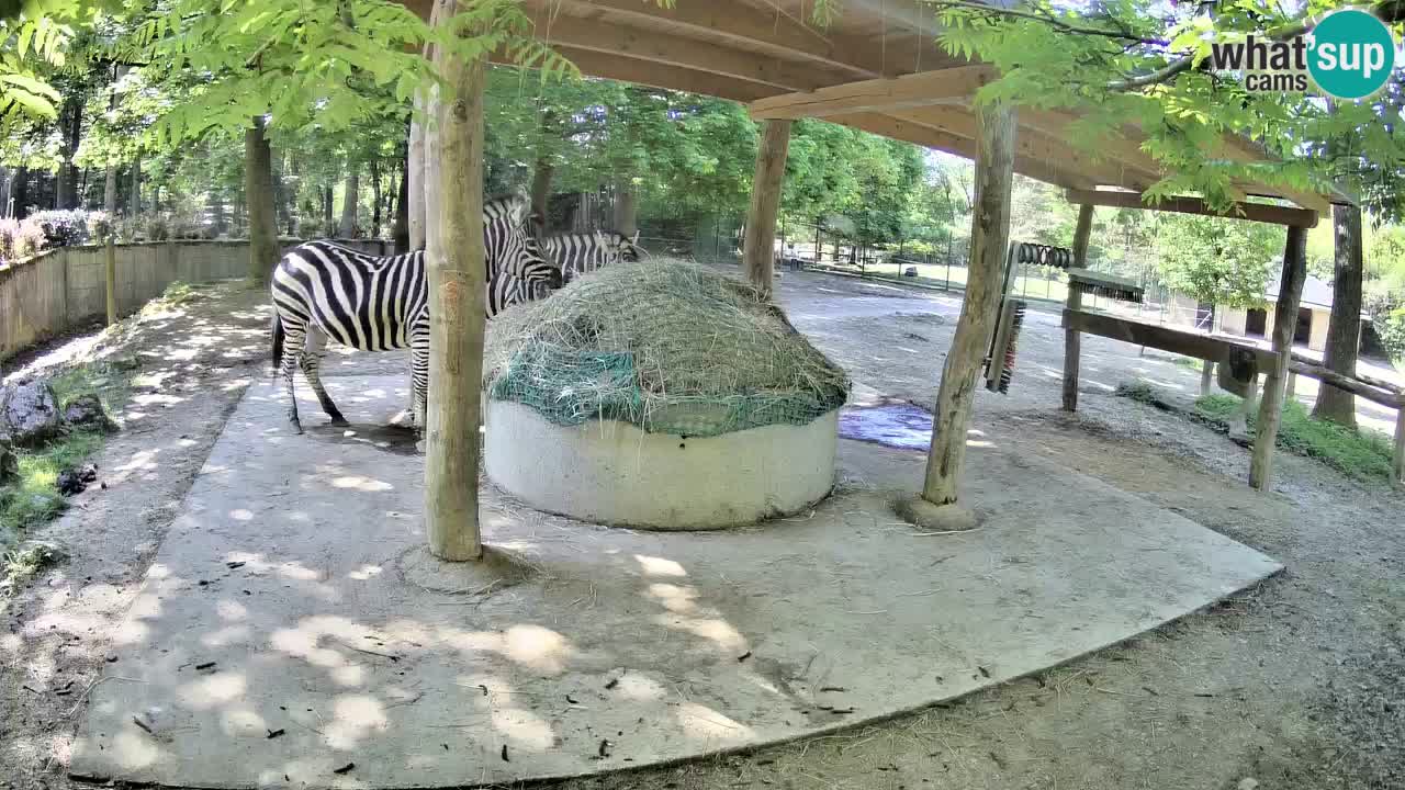 Zebre v živo v živalskem vrtu Ljubljana ZOO spletne kamere