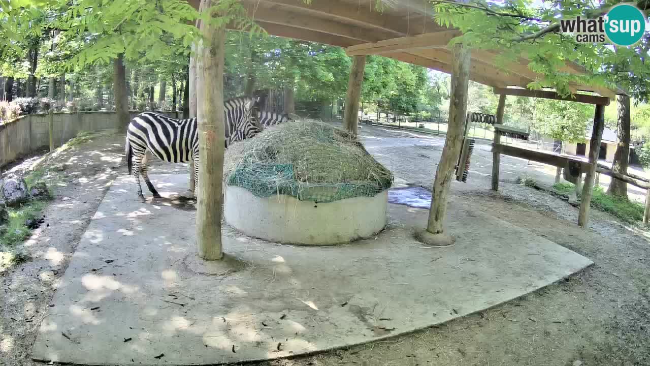 Live webcam Zebras in Ljubljana ZOO – Slovenia
