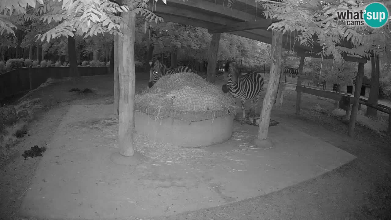 Live webcam Zebras in Ljubljana ZOO – Slovenia