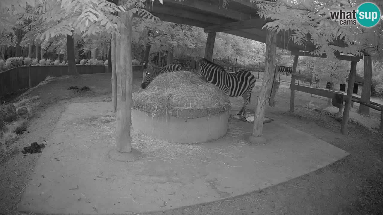 Live webcam Zebras in Ljubljana ZOO – Slovenia