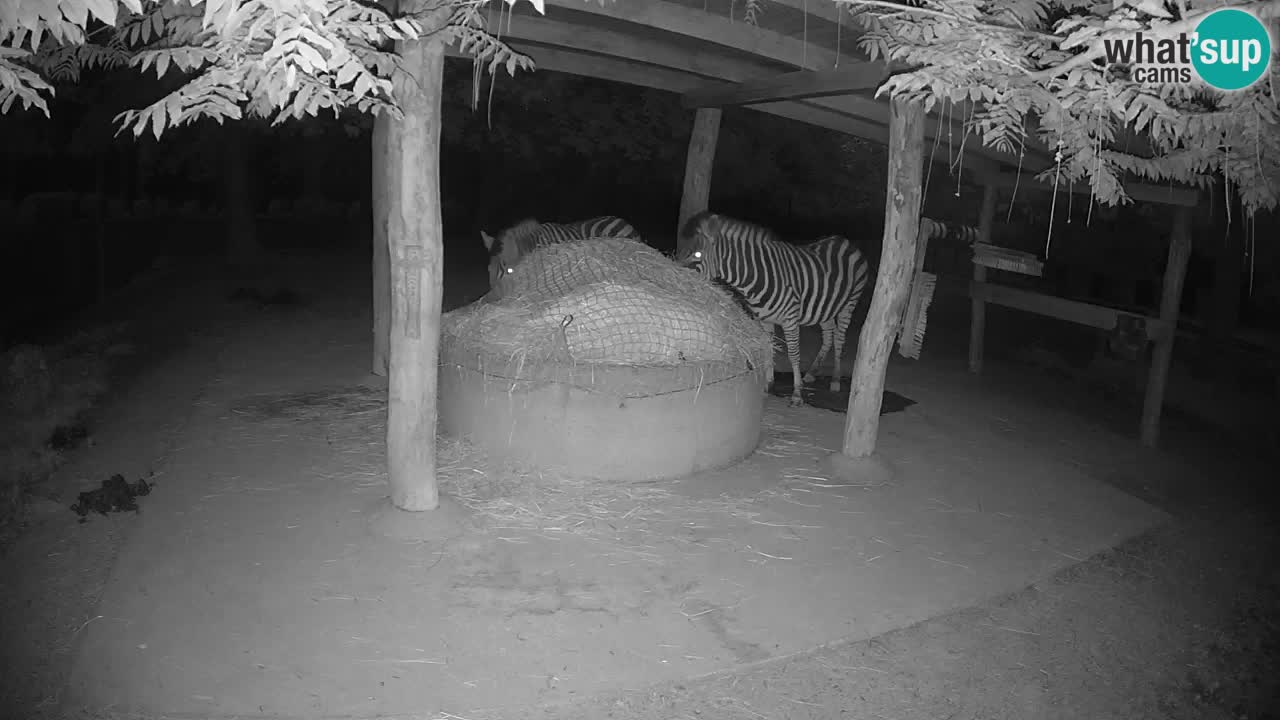 Camera en vivo Cebras in Ljubljana ZOO – Eslovenia