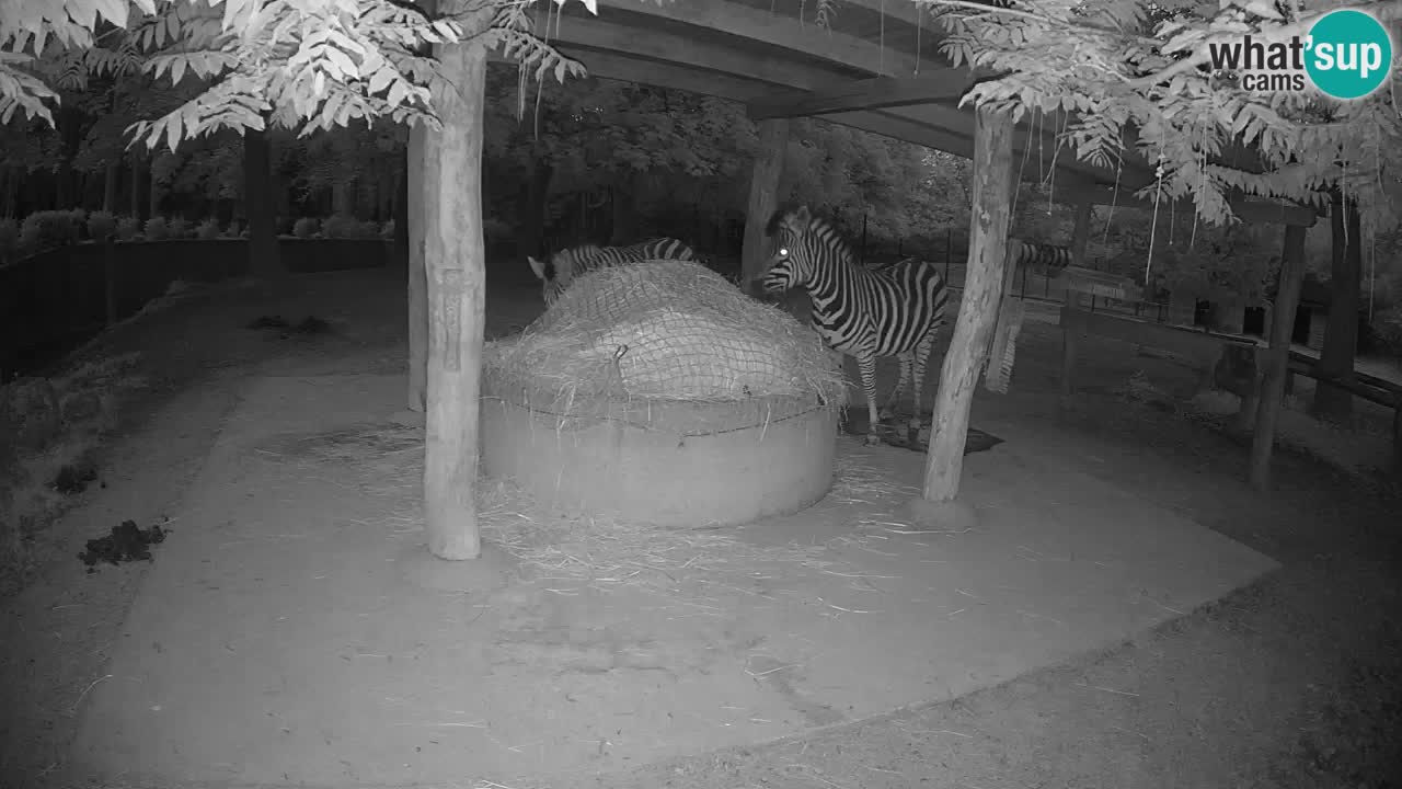 Web kamera uživo Zebras u ZOO Ljubljana – Slovenija