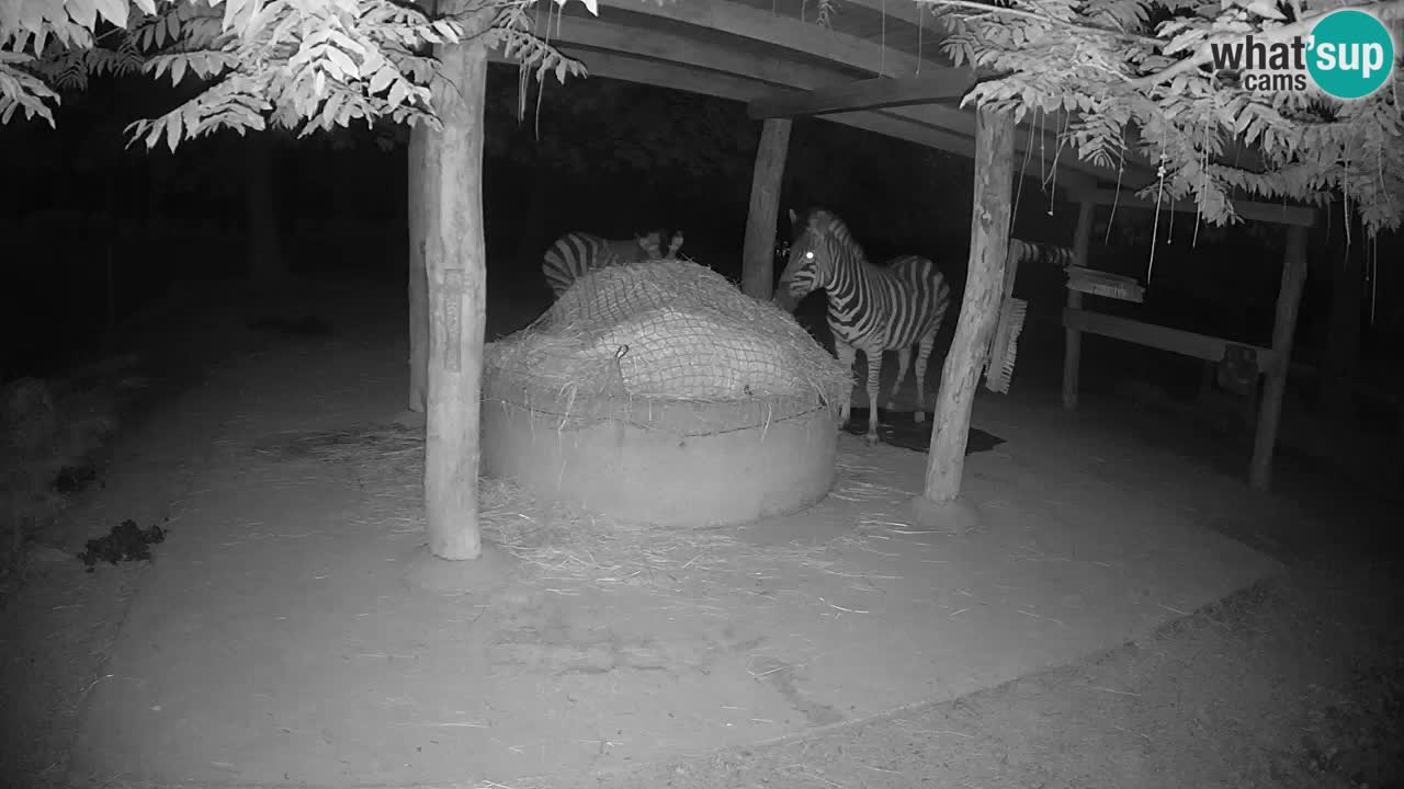 Live Webcam Zebras in Ljubljana ZOO – Slowenien