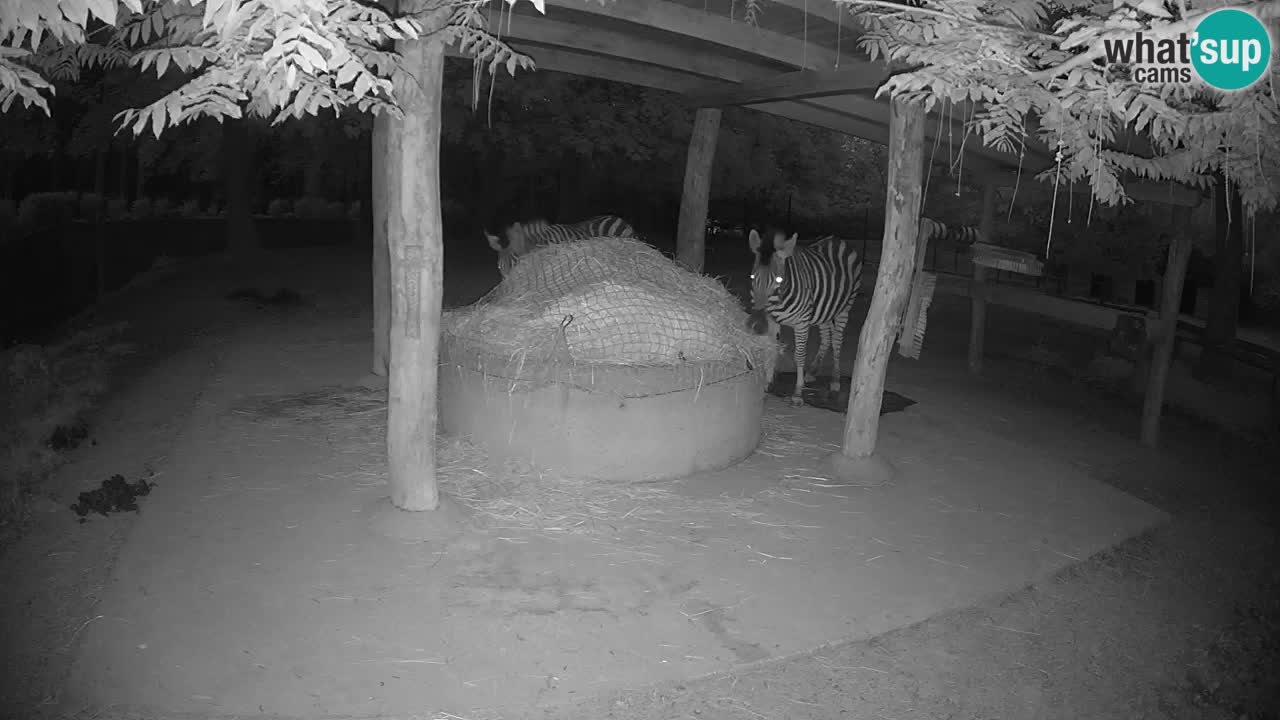 Web kamera uživo Zebras u ZOO Ljubljana – Slovenija