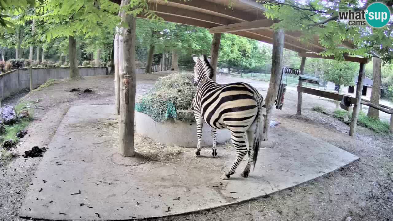 Live Webcam Zebras in Ljubljana ZOO – Slowenien