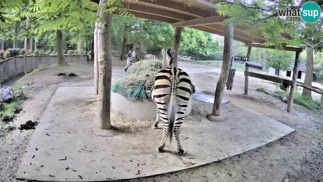 Le Zebre nello ZOO di Ljubljana – Slovenia Live webcam