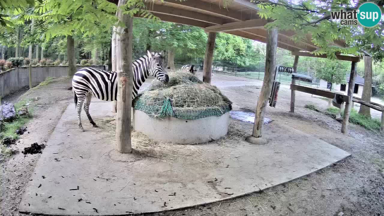 Web kamera uživo Zebras u ZOO Ljubljana – Slovenija