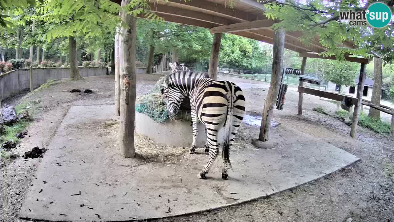 Le Zebre nello ZOO di Ljubljana – Slovenia Live webcam
