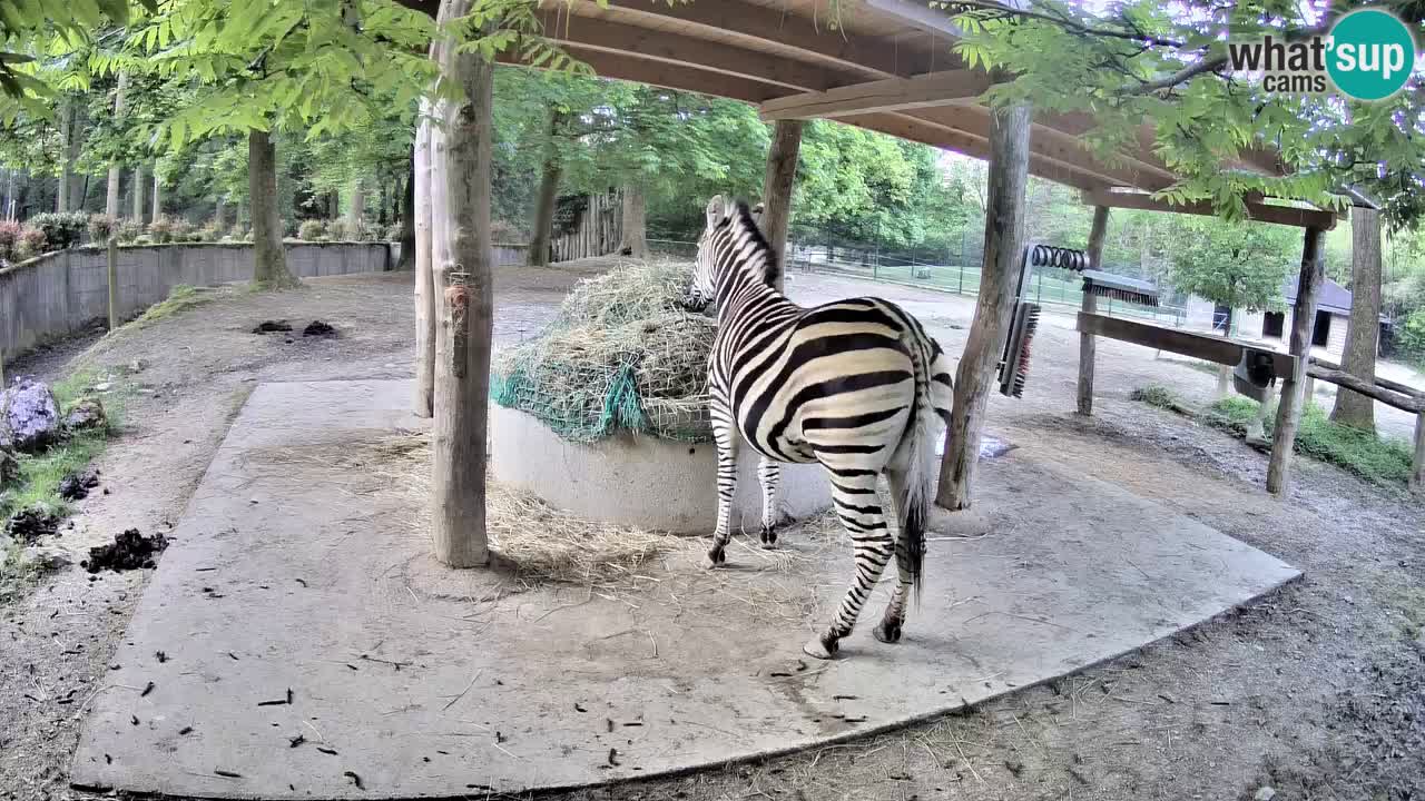 Live Webcam Zebras in Ljubljana ZOO – Slowenien