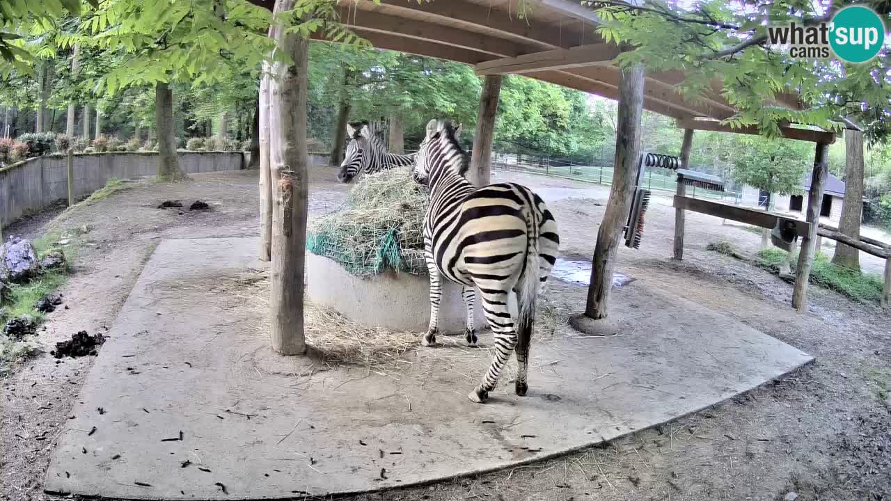 Camera en vivo Cebras in Ljubljana ZOO – Eslovenia