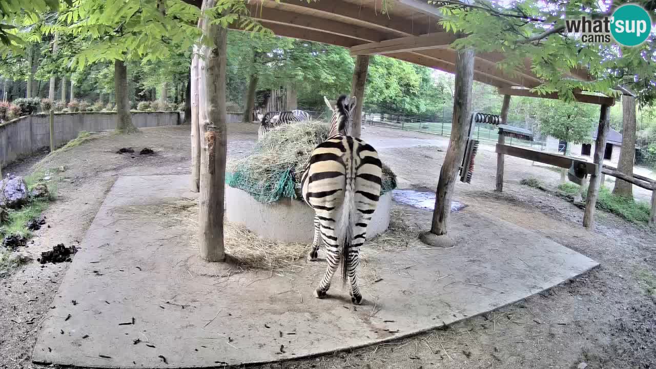 Web kamera uživo Zebras u ZOO Ljubljana – Slovenija