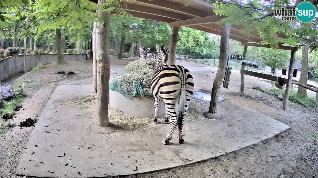Le Zebre nello ZOO di Ljubljana – Slovenia Live webcam