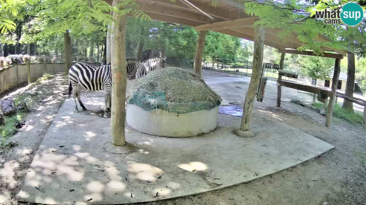 Live webcam Les zèbres in Ljubljana ZOO – Slovénie