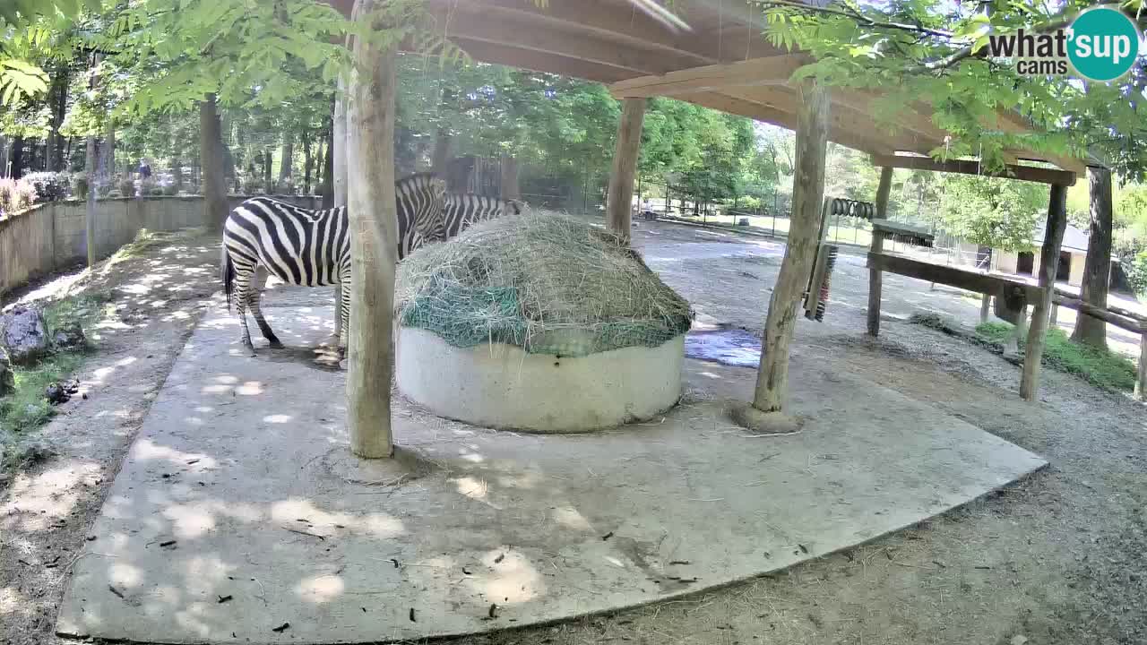 Live webcam Zebras in Ljubljana ZOO – Slovenia