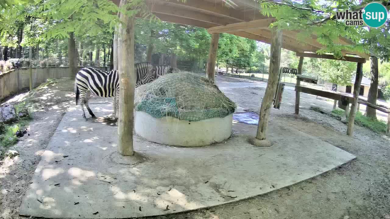 Live webcam Zebras in Ljubljana ZOO – Slovenia
