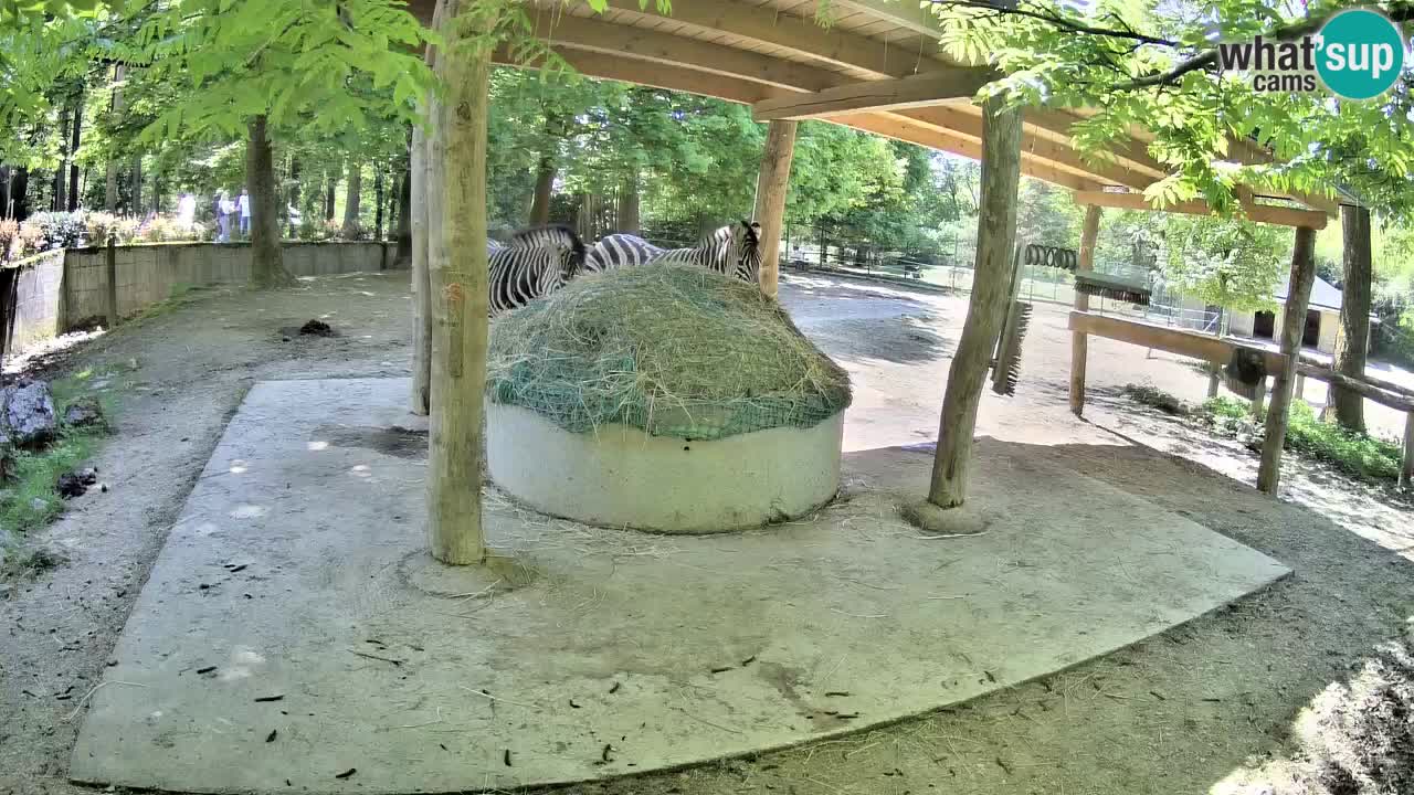 Live Webcam Zebras in Ljubljana ZOO – Slowenien