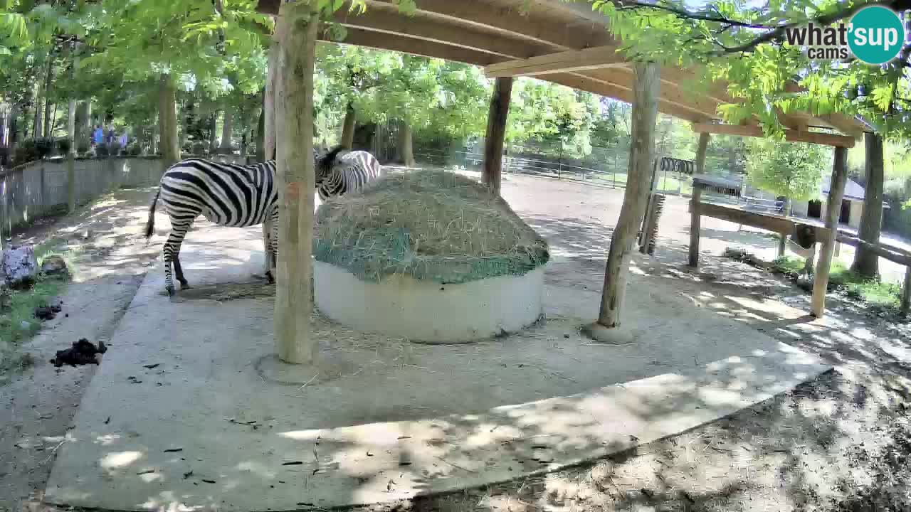 Camera en vivo Cebras in Ljubljana ZOO – Eslovenia