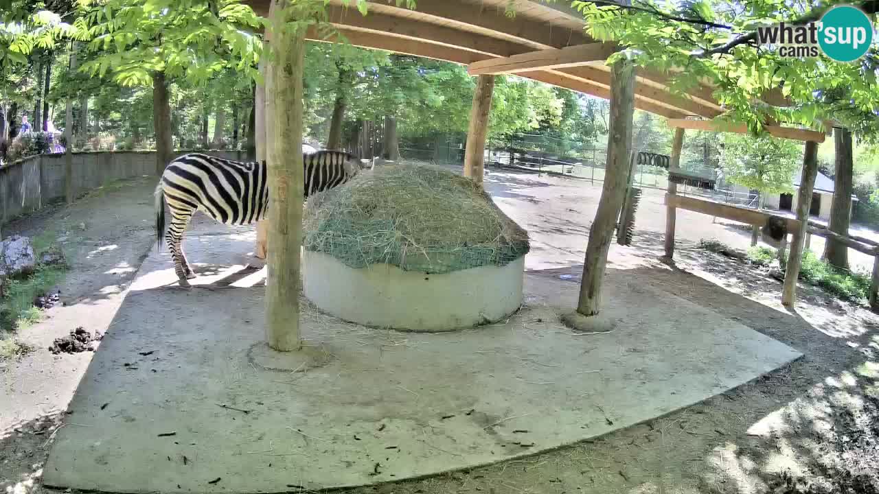 Live webcam Zebras in Ljubljana ZOO – Slovenia