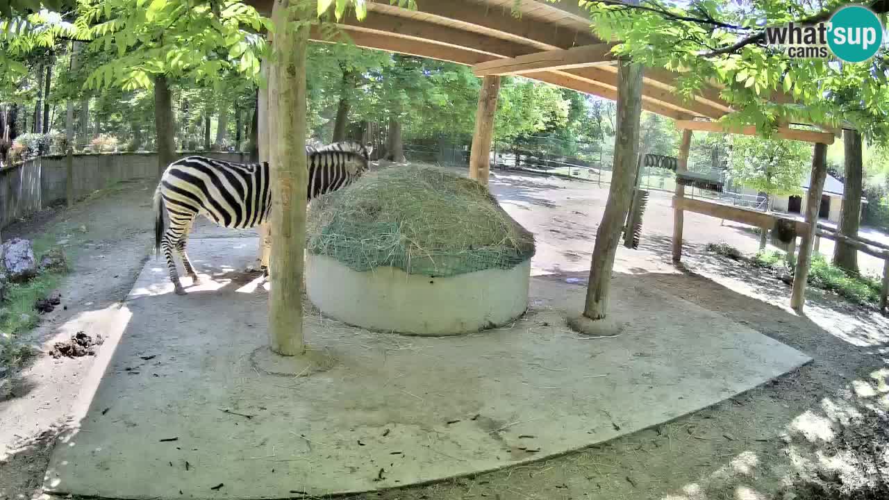 Live Webcam Zebras in Ljubljana ZOO – Slowenien