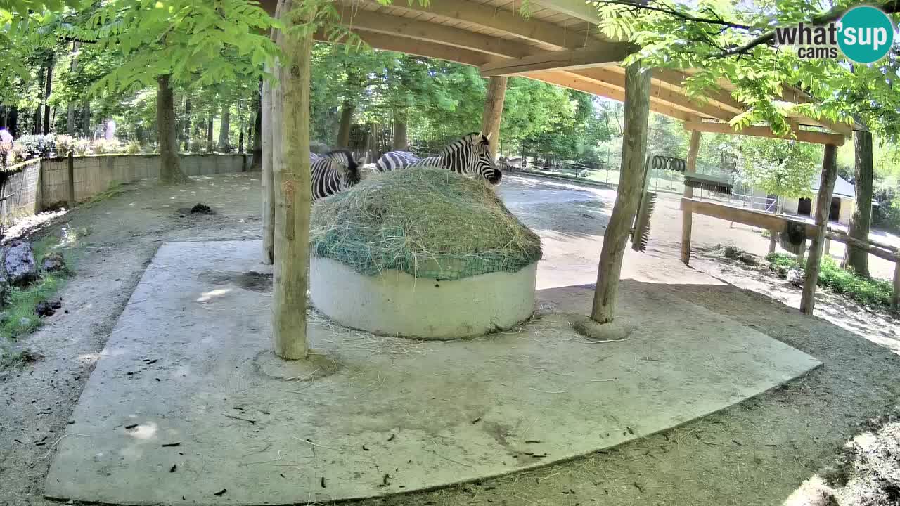 Live webcam Zebras in Ljubljana ZOO – Slovenia