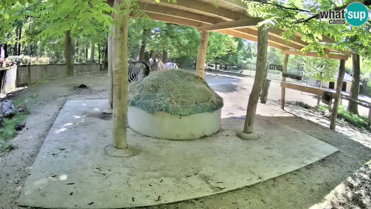 Le Zebre nello ZOO di Ljubljana – Slovenia Live webcam