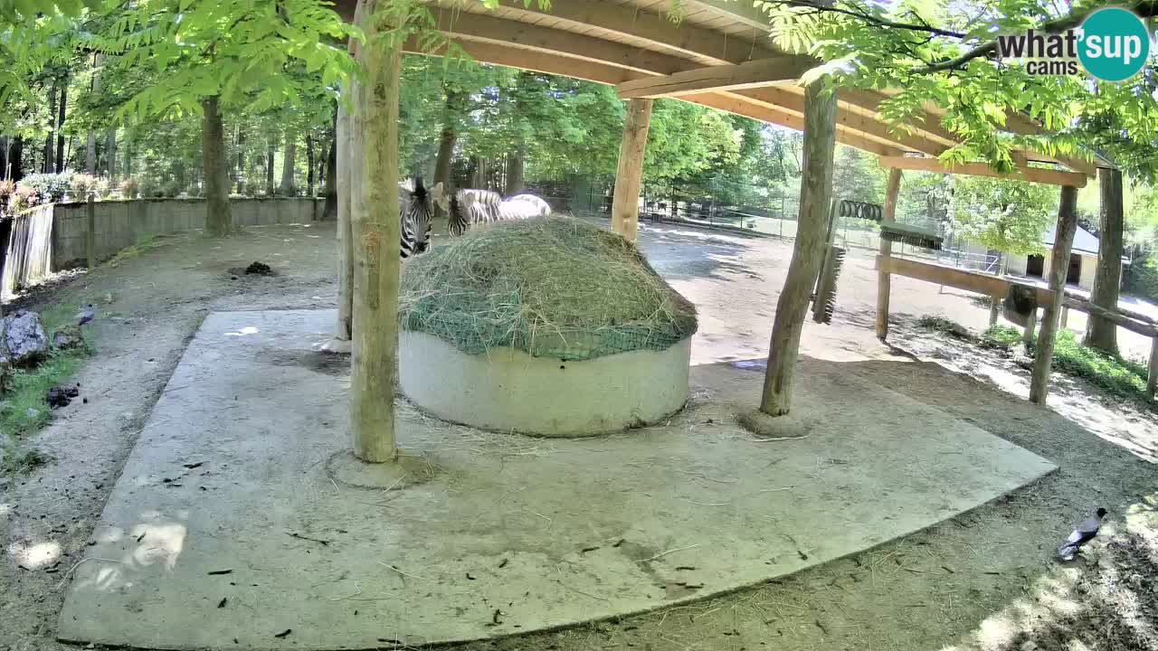 Live webcam Zebras in Ljubljana ZOO – Slovenia