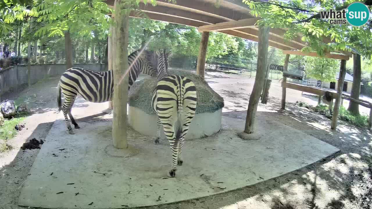 Live webcam Les zèbres in Ljubljana ZOO – Slovénie