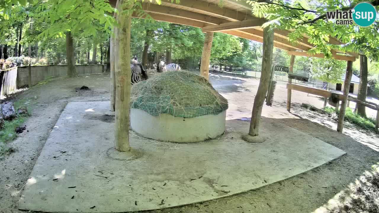 Camera en vivo Cebras in Ljubljana ZOO – Eslovenia